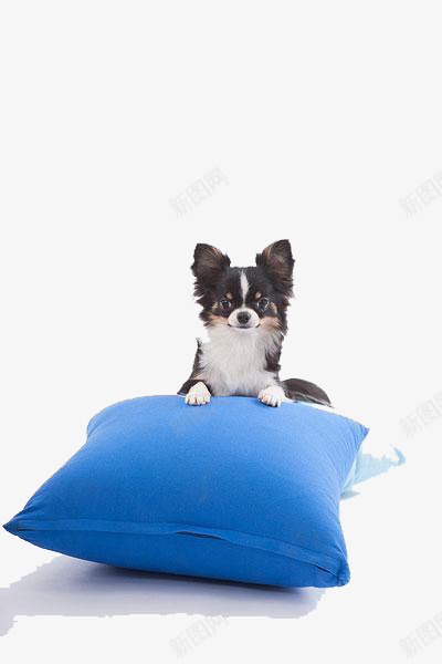 蓝色靠垫上的小狗png免抠素材_新图网 https://ixintu.com 可爱 小狗 蓝色 靠垫