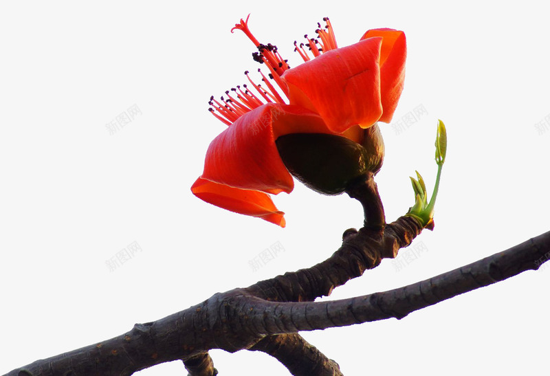 实物木棉花png免抠素材_新图网 https://ixintu.com 实物花朵 富贵的 木棉花 木棉花手绘 木棉花树 漂亮的 红色的 装饰花朵