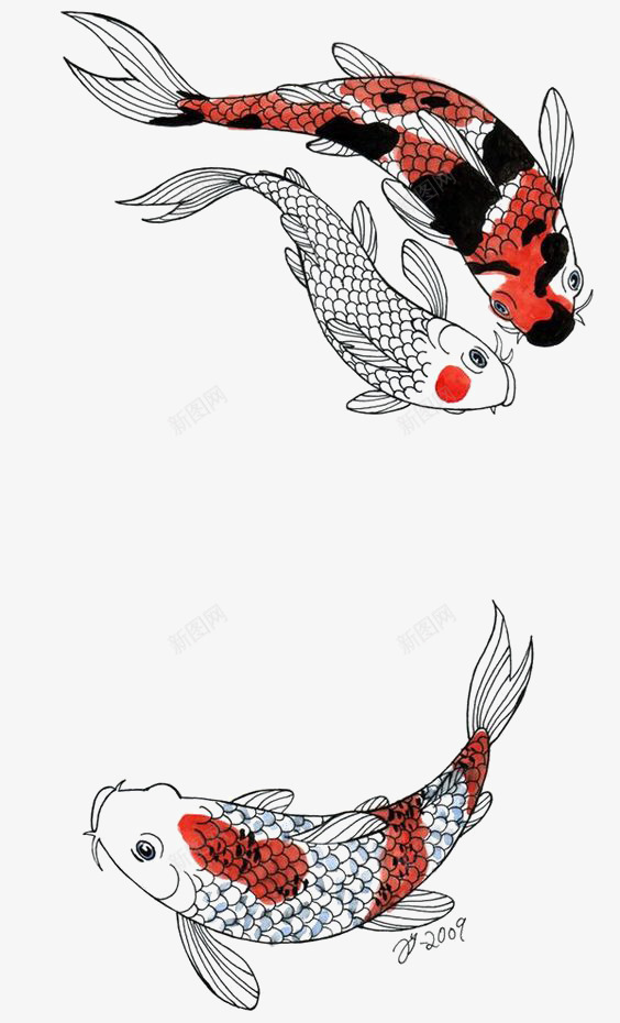 手绘锦鲤png免抠素材_新图网 https://ixintu.com 中国风 小鱼 金鱼 锦鲤透明PNG 鲤鱼
