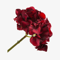 单枝红色绣球花素材