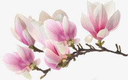 粉白色文艺春季花朵素材