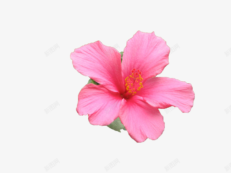 一朵山茶花png免抠素材_新图网 https://ixintu.com 叶子 山茶花 植物 白色山茶花 粉红色 纯洁 美丽 自然 花卉 花朵