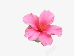 纯洁花朵一朵山茶花高清图片