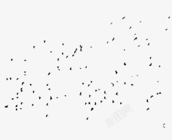 飞翔在空中成群结伴的乌鸦在空中飞翔高清图片