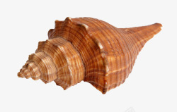 贝壳海螺装饰素材