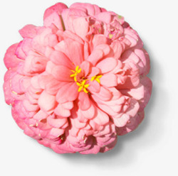 粉色圆形重叠花卉金秋素材