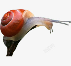蜗牛效果图爬行的蜗牛高清图片