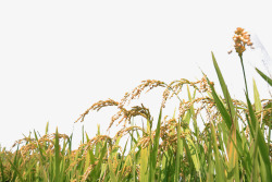 水稻大米成熟稻田高清图片