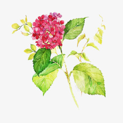 热情似火手绘绣球花高清图片