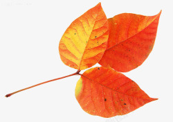 红色三片叶子背景图片三片棕红色树叶高清图片