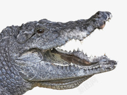 鳄鱼头凶猛的长嘴鳄鱼高清图片