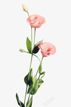板报装饰花粉色玫瑰花高清图片