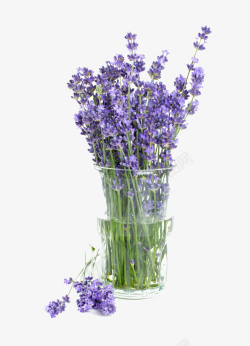 紫色花瓣分散盆栽花束高清图片
