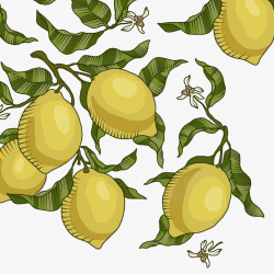 柠檬树矢量图素材
