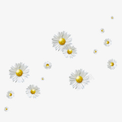 彩绘白色菊花漂浮素材