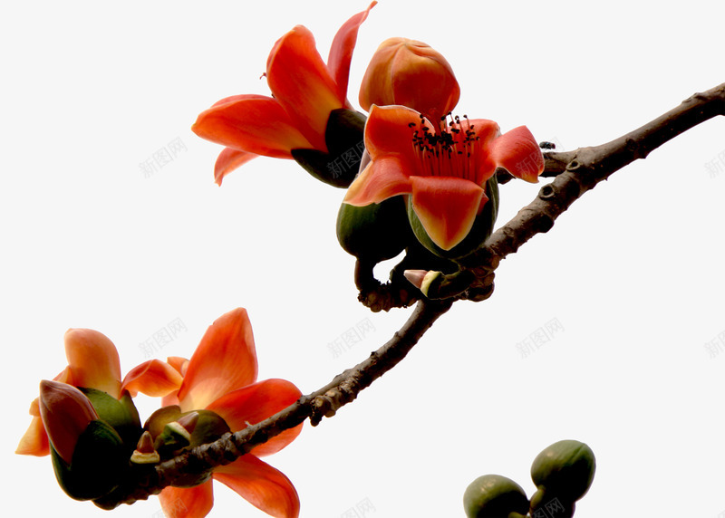实物木棉花png免抠素材_新图网 https://ixintu.com 实物 富贵的 木棉花 木棉花手绘 木棉花树 漂亮的 红色的 装饰花朵