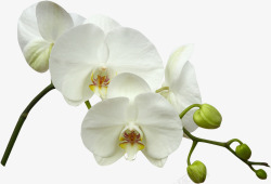 白风铃花植物花白蝴蝶兰装饰高清图片