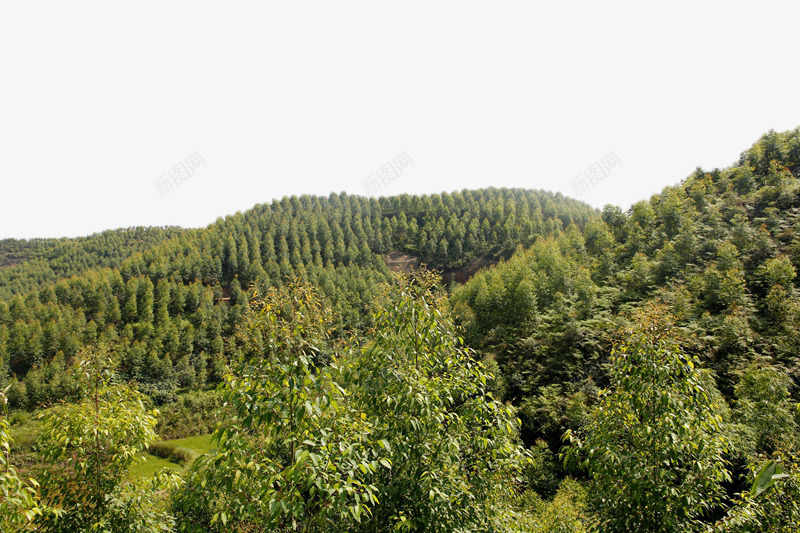 绿色阔叶林png免抠素材_新图网 https://ixintu.com 山峰 摄影 林业 林地 树木 树林 森林 植物 绿色 自然 阔叶林