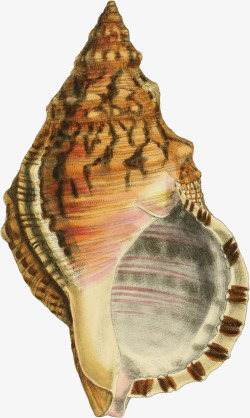 海螺壳好看的手绘海螺壳高清图片