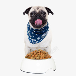 狗粮产品狗和狗粮高清图片