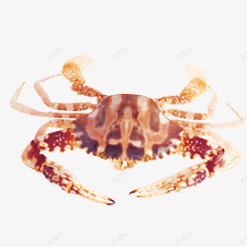 新鲜螃蟹海蟹png免抠素材_新图网 https://ixintu.com 新鲜 海蟹 海鲜 螃蟹