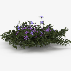 一束紫色花草垂吊植物紫色花草垂吊植物高清图片
