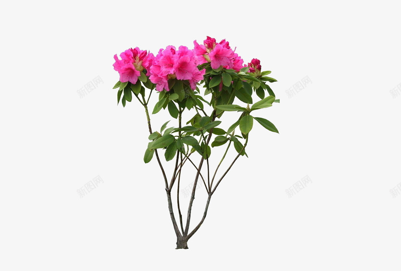 杜鹃花2017png免抠素材_新图网 https://ixintu.com 杜鹃花 植物 漂亮 粉色