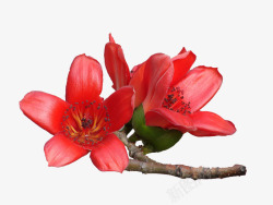 红棉三朵盛开的木棉花实物高清图片