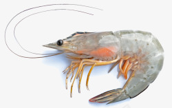 海鲜矢量素材生鲜大虾高清图片