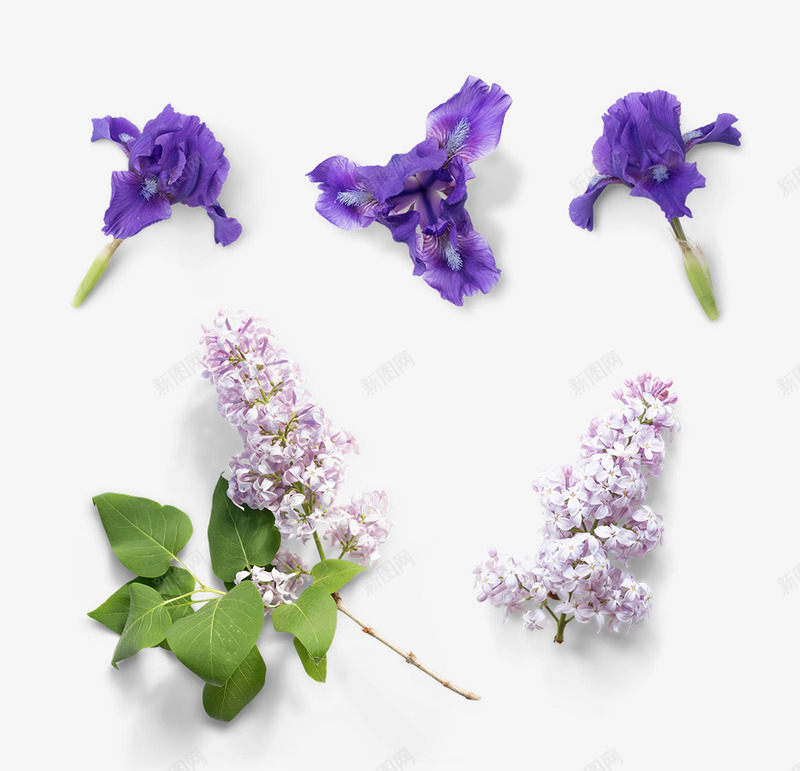 紫色薰衣草花朵植物png免抠素材_新图网 https://ixintu.com 植物 紫色 花朵