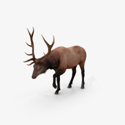 森林野生动物麋鹿高清图片