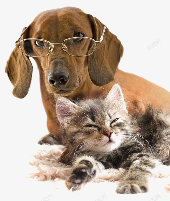 带眼镜的宠物狗png免抠素材_新图网 https://ixintu.com 动物 动物素材 宠物元素 小狗 猫咪