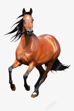 马匹奔跑背景手绘马高清图片