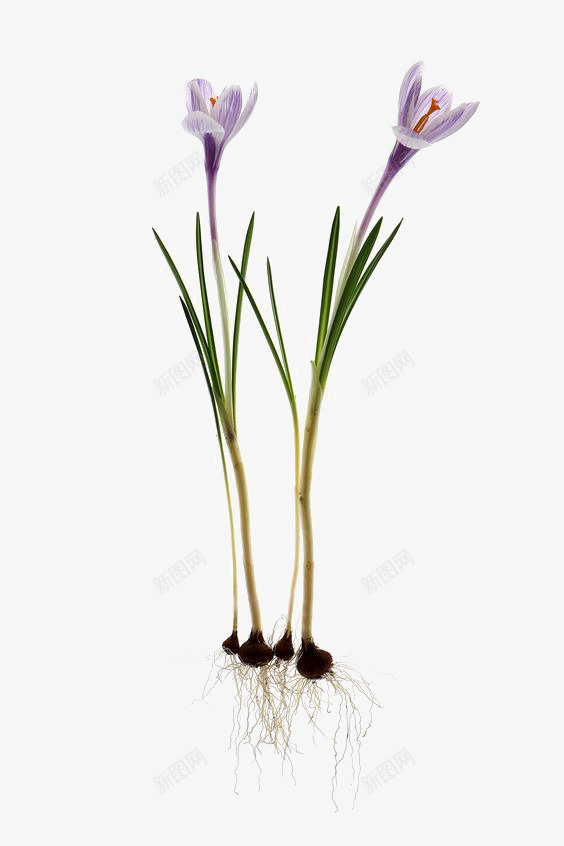 紫色小花png免抠素材_新图网 https://ixintu.com 叶片 唯美 文艺 清新 绿色植物 花朵