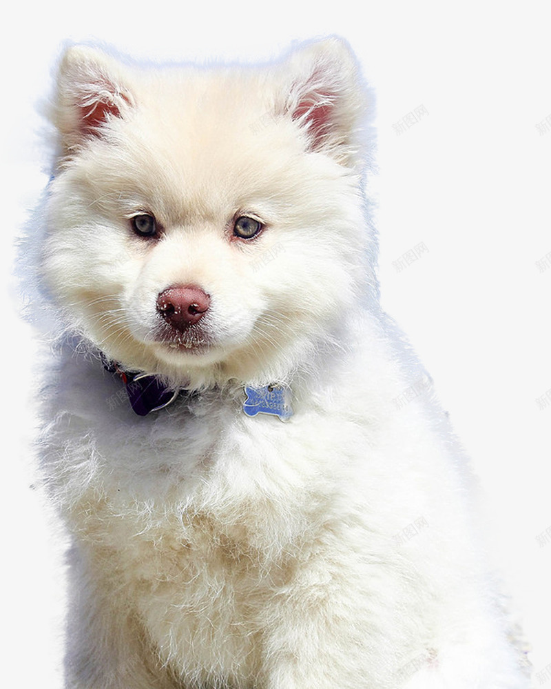 纯种萨摩耶png免抠素材_新图网 https://ixintu.com 动物 可爱的狗 宠物 快乐 犬 狗 萨摩耶 蓬松