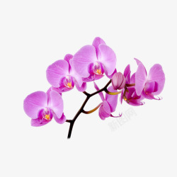 紫色小花实物蝴蝶兰花枝高清图片