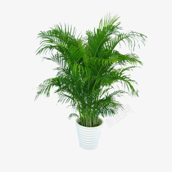 空气植物凤尾竹盆栽高清图片