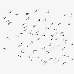 鸽子飞禽成群的鸟素材