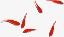 人流涌动涌动的六条红色金鱼高清图片
