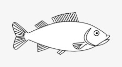 鱼儿装饰画手绘简笔画的梭鱼高清图片