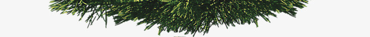 松树实物图png免抠素材_新图网 https://ixintu.com 松树 柏树 柏树实物图 树木 植物 灌木