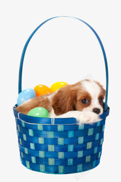 宠物狗免费下载纯色禽蛋蓝色篮子里的食用彩蛋和高清图片