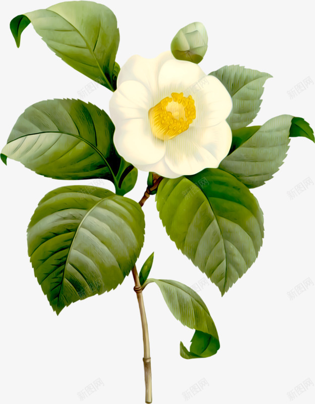 绿色叶子白色花朵png免抠素材_新图网 https://ixintu.com 叶子 白色 绿色 花朵