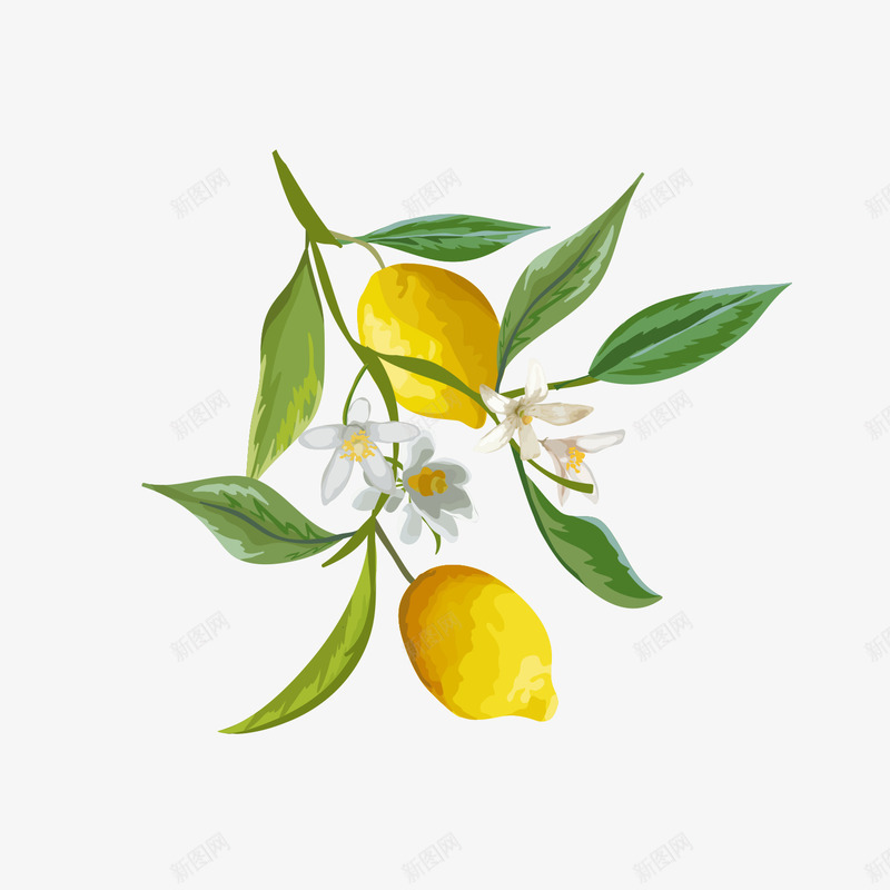 水彩柠檬png免抠素材_新图网 https://ixintu.com 叶子 手绘 护理 柠檬 水彩 水果 维生素C 美白 黄色