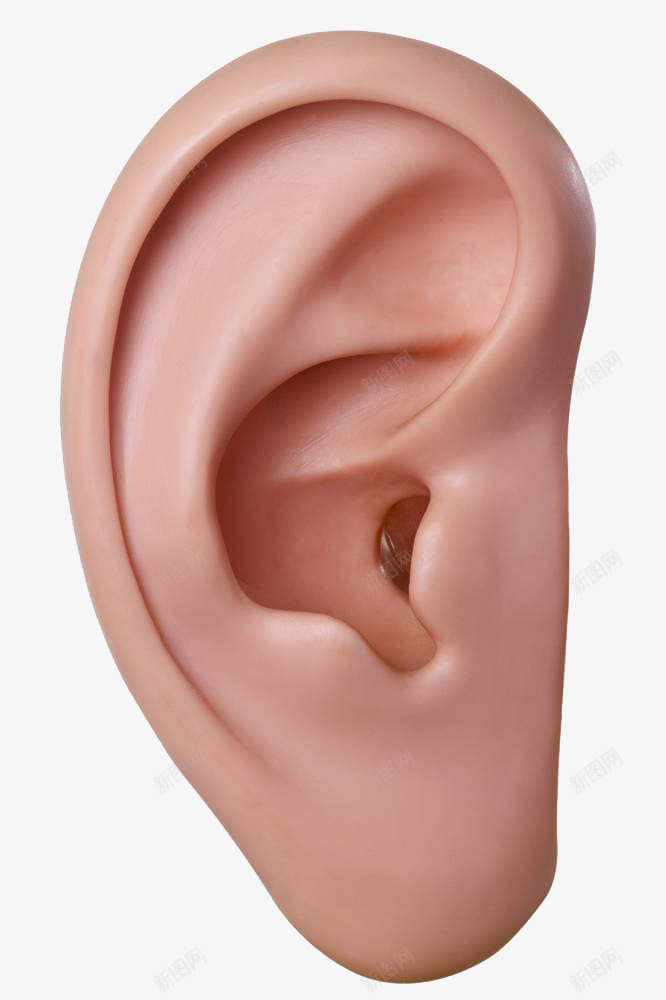 耳朵模型png免抠素材_新图网 https://ixintu.com 人耳朵 免抠 实物 感知 模型 特写 耳朵 身体 部位
