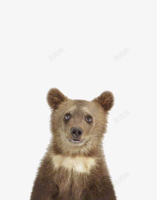 棕色小熊png免抠素材_新图网 https://ixintu.com 动物 小熊插画 手绘小熊 熊免扣元素 狗熊