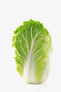 白菜矢量美图一颗大白菜高清图片