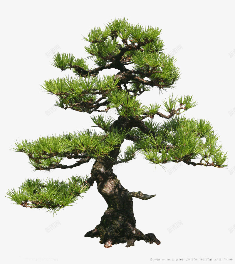 不怕冷的松树png免抠素材_新图网 https://ixintu.com 在冬 天不 怕冷 树 毅力 的松 绿松树