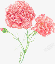 粉色唯美康乃馨花朵节日素材