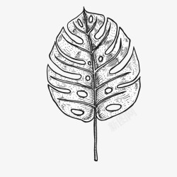竹叶素描手绘速写植物龟背竹叶子高清图片